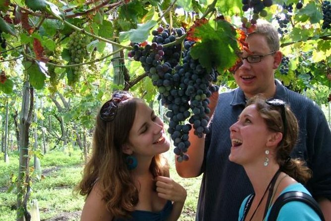 Mt. Vesuvius Wine Tasting and Lunch Experience from Pompeii - Wine Tasting Format: How the Pairing Helps You Learn