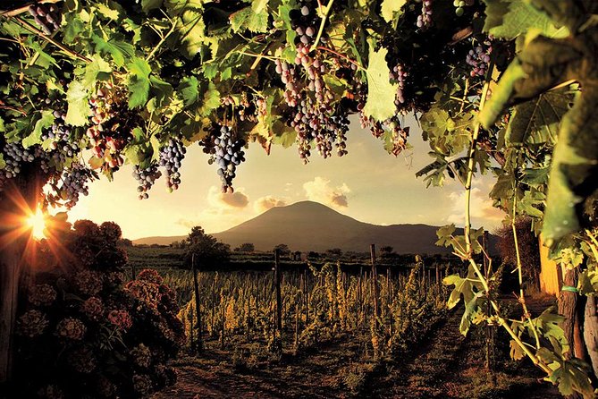 Mt. Vesuvius Wine Tasting and Lunch Experience from Pompeii - Entering the Vineyard: The Walk You Actually Remember