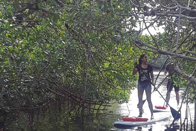 Naples Fl, Paddleboard Mangrove Forest Tour - Key things to know before you go