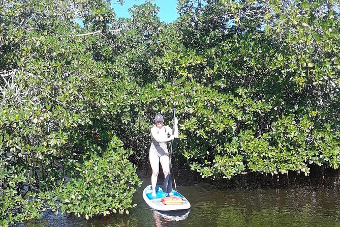 Naples Fl, Paddleboard Mangrove Forest Tour - Paddleboard instruction and safety gear that actually matters
