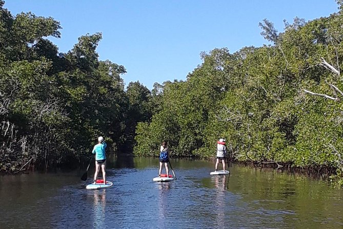 Naples Fl, Paddleboard Mangrove Forest Tour - What to wear: sunscreen, swimwear, and the part you can’t avoid