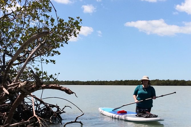 Naples Fl, Paddleboard Mangrove Forest Tour - Who this Naples SUP tour fits best