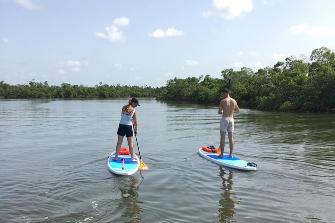 Naples Fl, Paddleboard Mangrove Forest Tour - Wildlife spotting without stressing your paddle form