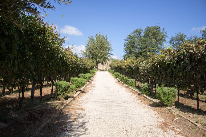 Naples Tuk Tuk Experience Views and Vineyards - Cantine Astroni: Vineyards, Cellar, and a Proper Tasting (3 Hours)