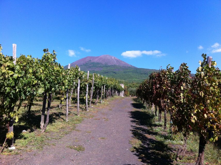 Naples: Vesuvius Half-Day Trip with Lunch and Wine Tasting - The drive to 1,000 meters and the Mt. Somma viewpoint