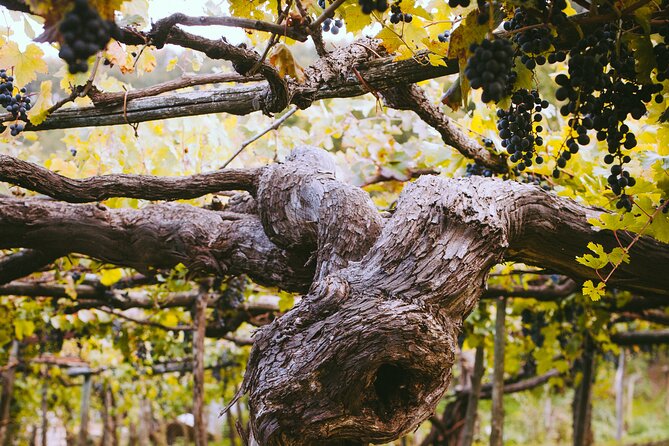 Official Ape Car & Wine Tasting - Amalfi Coast - The mountainous ride: what to expect on the way