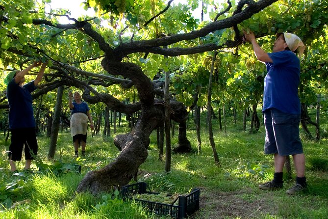 Official Ape Car & Wine Tasting - Amalfi Coast - After the tour: tasting three DOC wines