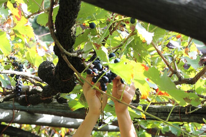 Official Ape Car & Wine Tasting - Amalfi Coast - Who runs the day: Chic & Fabulous and Tenuta San Francesco