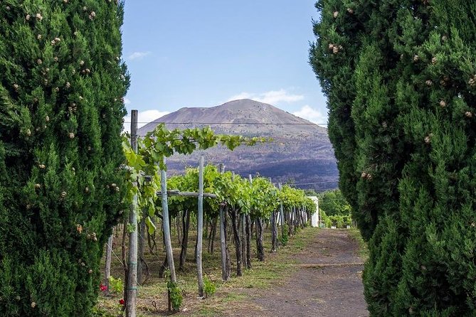 Organic Wine Tasting & Lunch on Vesuvius with Transfer from Naples - Getting from Naples: pickup, the drive, and real-world timing
