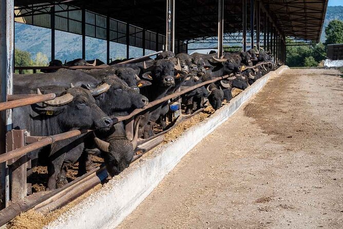 Pastum and Buffalo Mozzarella Drive - The Roman Paestum layer: amphitheatre and forum remains