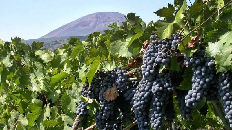 Pompeii: Archeological Tour & Wine Tasting at Mt. Vesuvius - The People Factor: Archaeologist-Led Guidance and Real Context