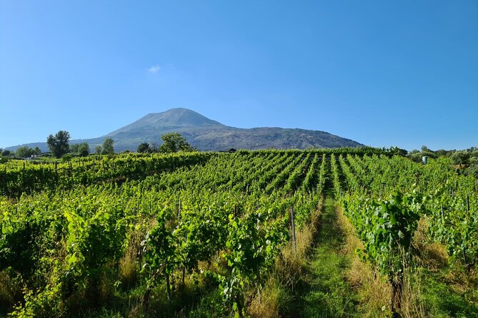 Pompeii Guided Tour & Lunch with Superior Wine Tasting - Wine Stop Expectations: One Place May Feel More Personal Than the Other