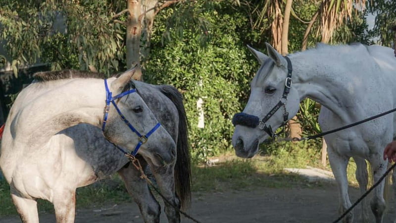 Pompeii: Mount Vesuvius Night Horseback Ride and Italian BBQ - Night Horseback Through Mount Vesuvius Vineyards