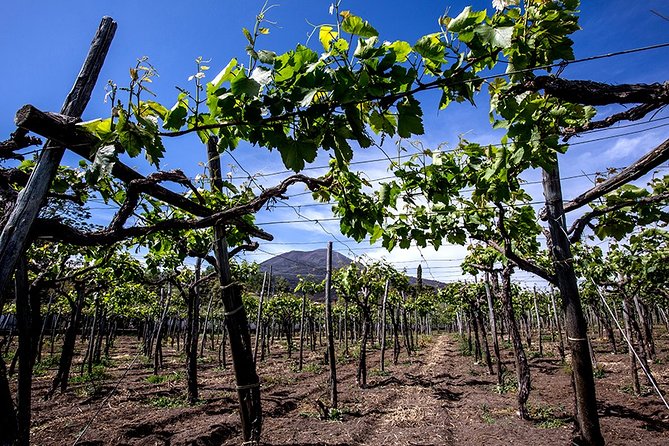 Pompeii Small Group Tour & Food/Wine tasting at Mt. Vesuvius - The Pompeii highlights that actually teach you something