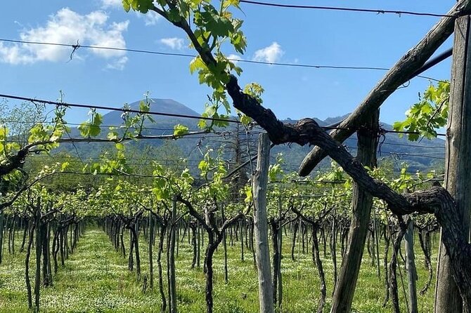 Pompeii Tour, Lunch and Vesuvius Wine Tasting - Practical Tips That Make the Day Feel Easier