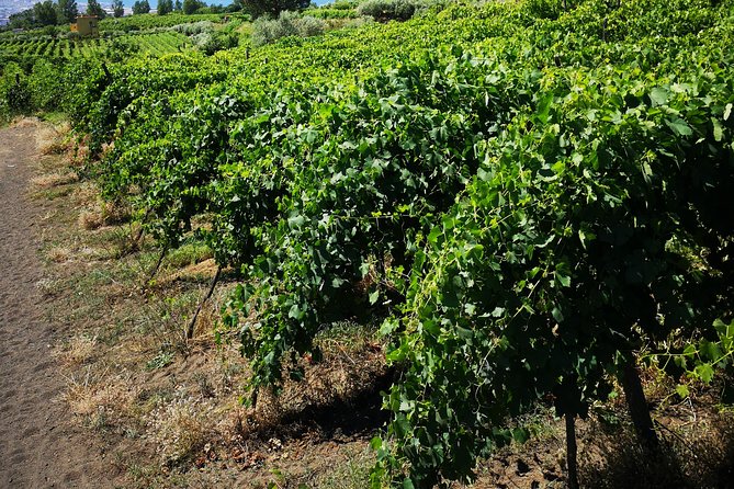 Pompeii Tour & Lunch with Wine Tasting Experience - Trecase and the Vesuvius National Park lunch stop