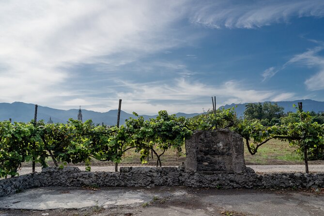 Pompeii Vineyard Escape: Private Wine Tasting & Lunch - The Winemaking and Refining Rooms: From Grapes to Barrels and Amphorae