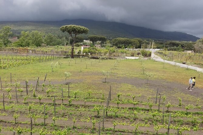 Pompeii & Wine Tasting : Private Day Trip from Naples - Who this tour fits best