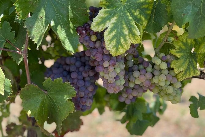 Pompeii & Wine Tasting : Private Day Trip from Naples - Pompeii Archaeological Park: two hours to see the essentials