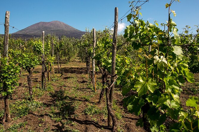 Pompeii with Wine Tasting and Lunch from Naples - Why This Pompeii-and-Wine Day Works From Naples