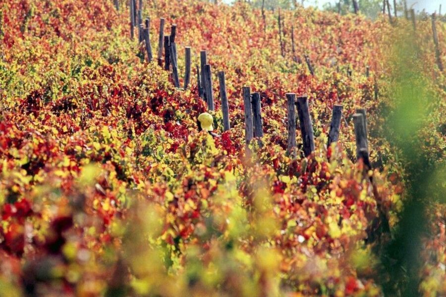 Pompeii with Wine Tasting Private Tour - Vesuvius-slope lunch and wine tasting: what you’re really buying