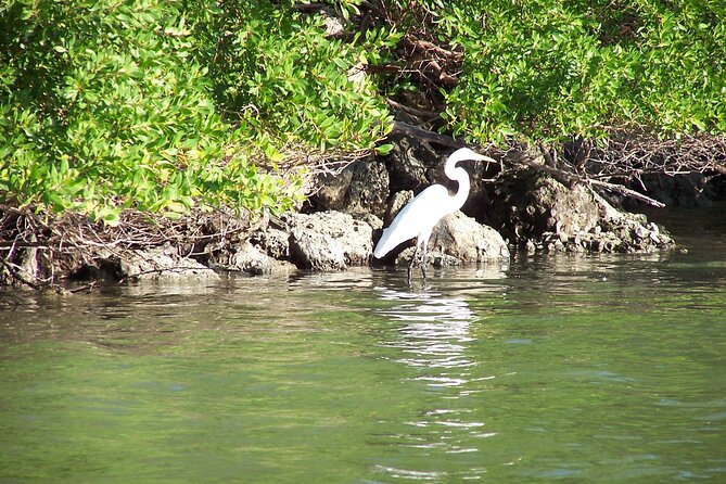 Pontoon Sightseeing and Shelling Excursion to Keeywaydin Island - Practical Tips Before You Go (So the Day Stays Fun)