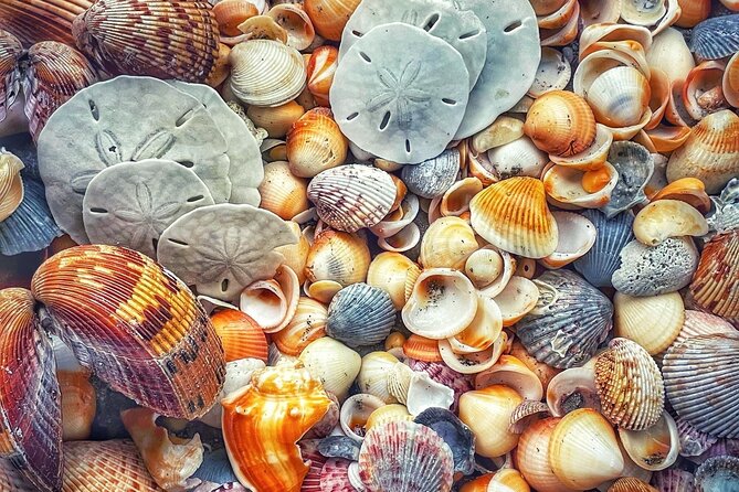 Pontoon Sightseeing and Shelling Excursion to Keeywaydin Island - Should You Book This Excursion?