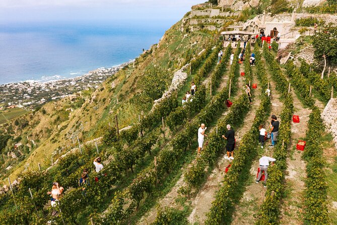 Premium Ischia Wine Tasting Experience with Transfer Included - From Naples Pickup to Ischia Vineyard Views
