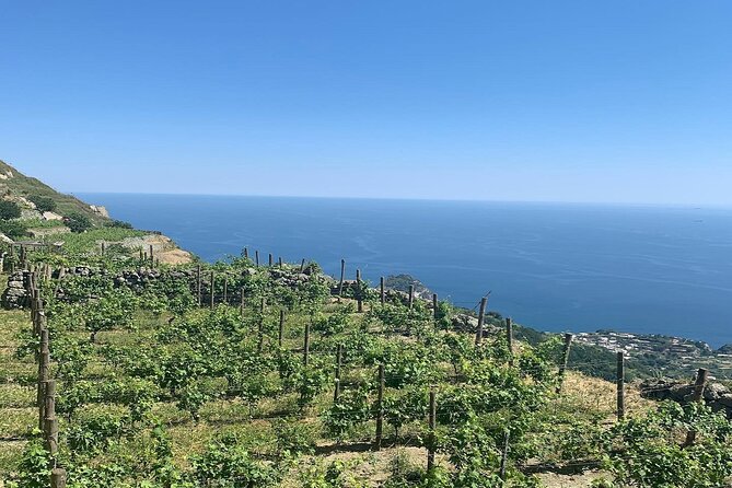 Premium Ischia Wine Tasting Experience with Transfer Included - The 4-Wine Tasting Plus Salumi and Cheese Pairings