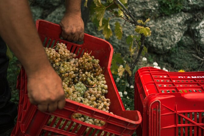 Premium Ischia Wine Tasting Experience with Transfer Included - Price and Value: Is $150.10 Worth It?