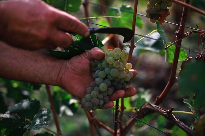 Premium Ischia Wine Tasting Experience with Transfer Included - Quick Tips Before You Go