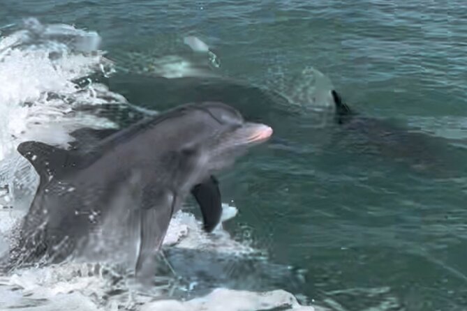 Private Best of Marco Island Dolphin Tour - What’s Included (and the Stuff You Should Bring)