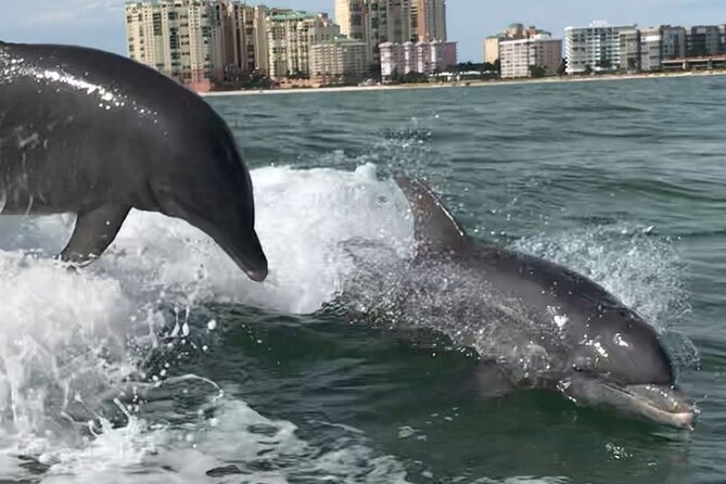 Private Best of Marco Island Dolphin Tour - Who This Tour Fits Best