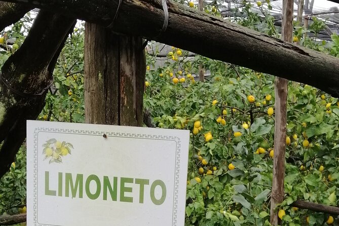 Private day tour: Pompeii, Sorrento and Positano. - Pompeii archaeological park: planning for the 2-hour reality