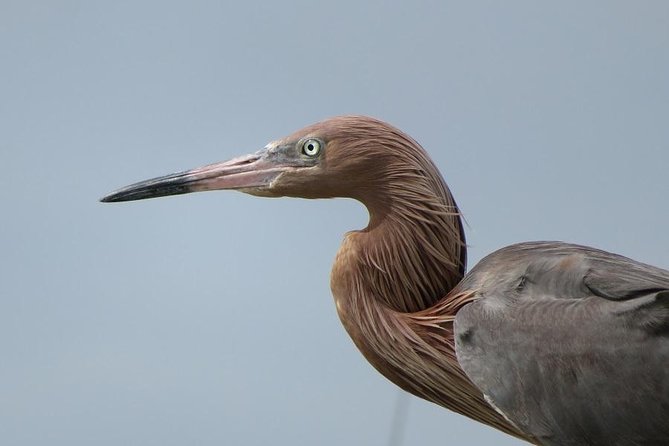 PRIVATE Eco Boat Trip out of Naples Bay, FL , island stop incl. - What to Bring and How to Think About Weather