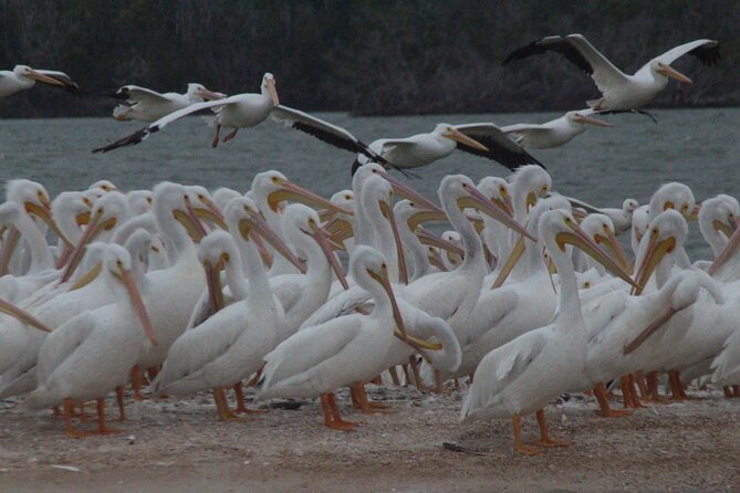 Private Everglades 10,000 Islands Photo and Birding Boat Safari - How the guide turns your preferences into better photos