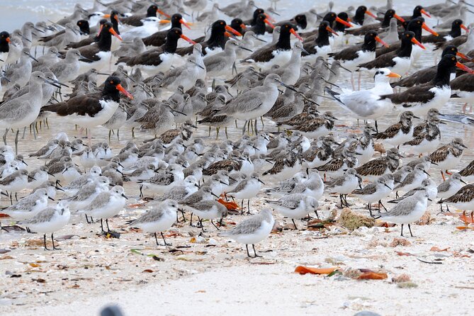 Private Everglades 10,000 Islands Photo and Birding Boat Safari - What the 2.5 hours feels like on the water