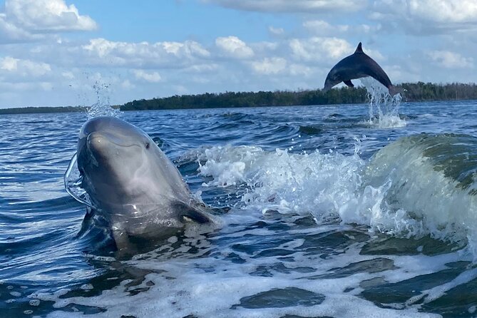 Private Everglades 10,000 Islands Photo and Birding Boat Safari - Price and value: $549.95 for up to two people
