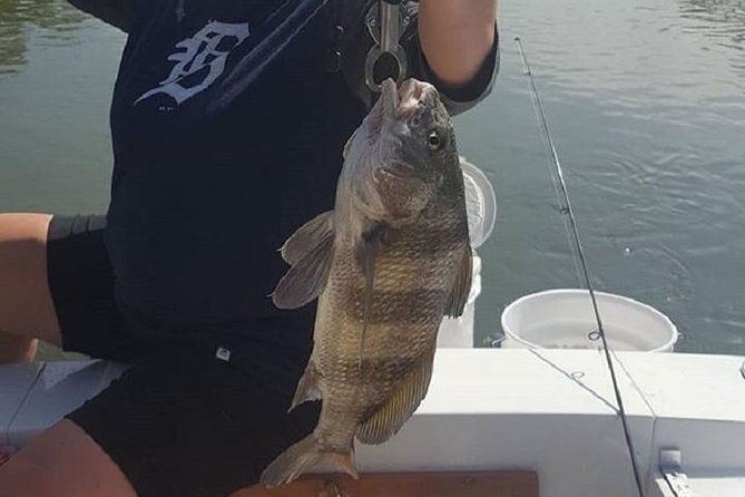 Private Fishing Boat Charters in Naples Bay and the Gulf - Wildlife bonus: dolphins and birds from Naples Bay