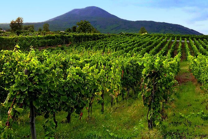 Private Full Day Individual Wine and Food Experience - The Vesuvius vineyard experience you’ll remember for the soil alone
