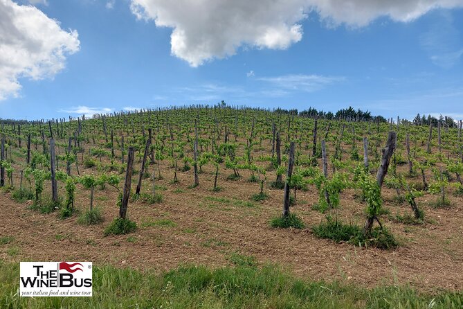 Private Irpinia Wine Tour from NAPLES with sommelier - Key highlights to zero in on