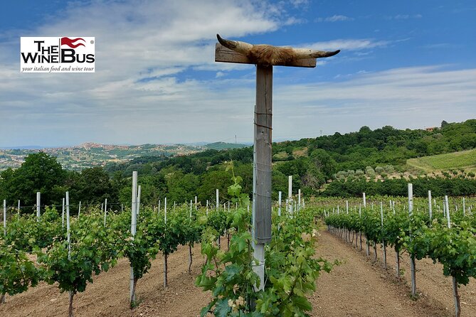 Private Irpinia Wine Tour from NAPLES with sommelier - The sommelier touch: what you’ll learn beyond the pour