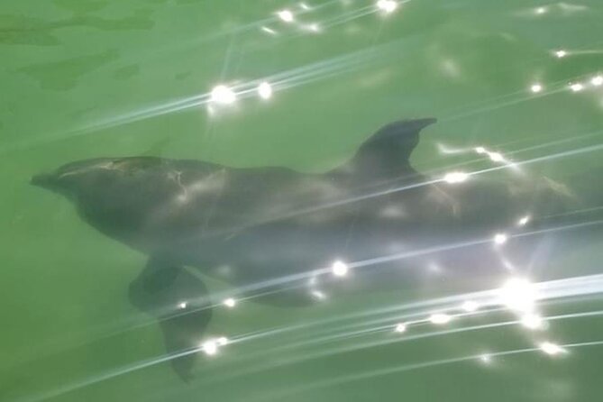 Private Island Paradise: Dolphin, Shelling, Birding Eco Boat Tour - Ten Thousand Islands National Wildlife Refuge and the Cape Romano Dome House