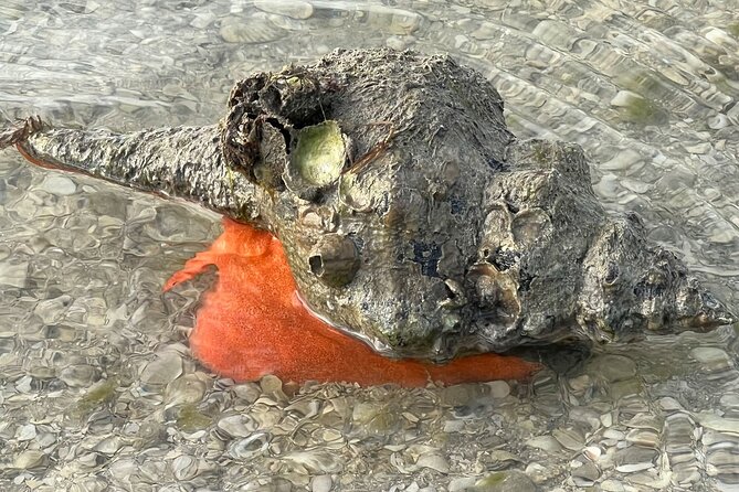 Private Island Paradise: Dolphin, Shelling, Birding Eco Boat Tour - Wildlife Moments: Dolphins, Manatees, and Local Stars