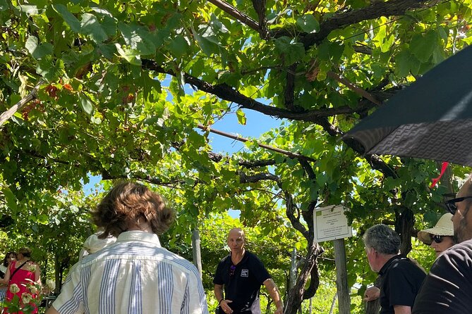 Private Natural Wine Vs Byodinamic and Organic Wine Tour - Tasting lunch: ancestral method vs Charmat, plus organic/biodynamic vs conventional
