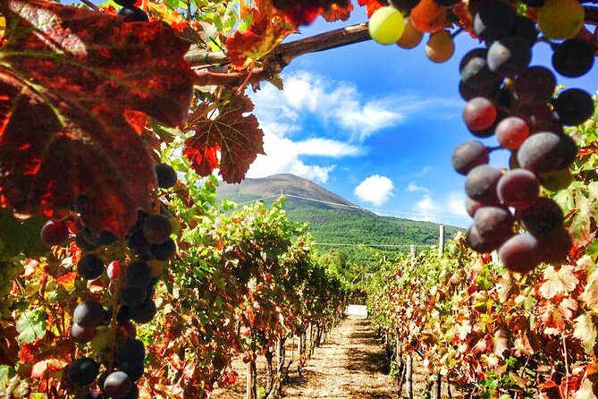 Private Pompeii and Vesuvius with Wine Tasting and Full Tickets - Should you book this private Pompeii and Vesuvius wine tour?