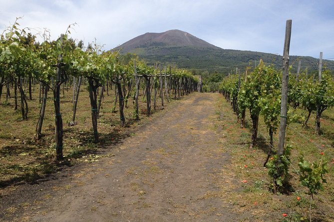 Private Pompeii, Herculaneum and Winery Tour from Naples - Pompeii Archaeological Park: see the Forum, baths, amphitheater without burning out