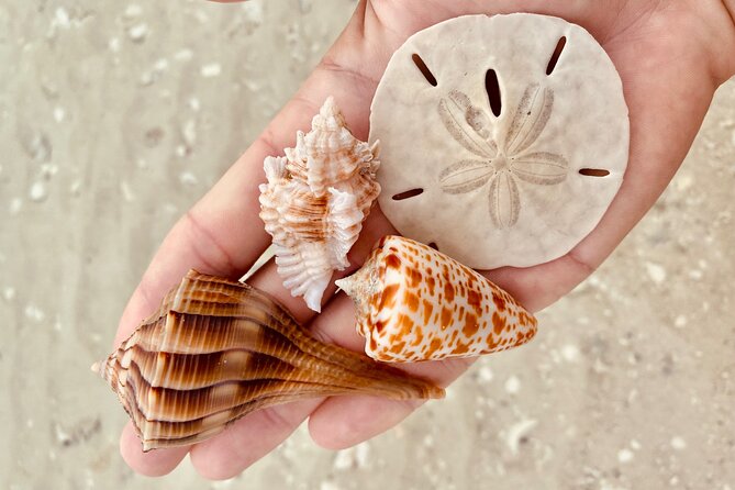 Private Shelling and Dolphin Excursion - Goodland Boat Park: easy start, calm pace