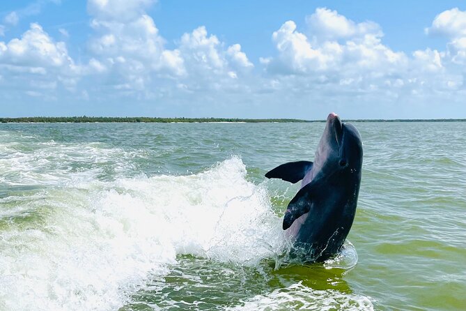 Private Shelling and Dolphin Excursion - Packing smart: what’s included, what you must bring