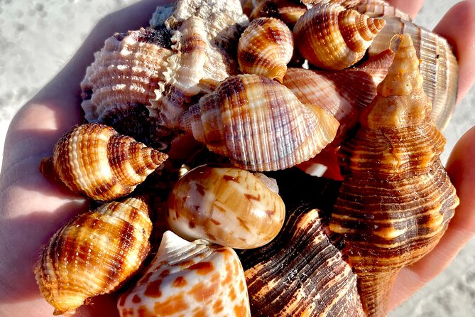 Private Shelling and Dolphin Excursion - Price and value: $475 for up to six people